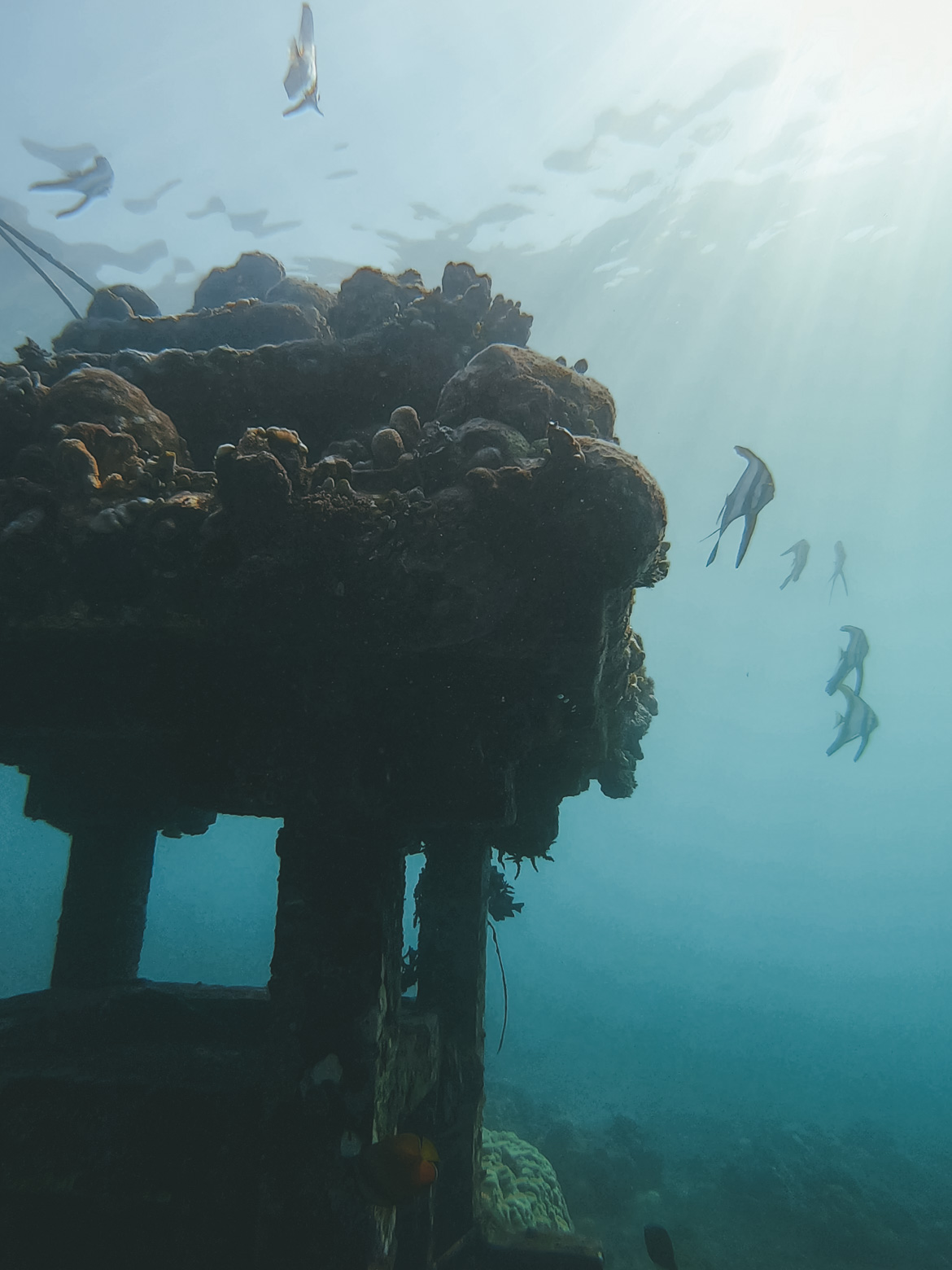 Snorkeling nella Baia Jemeluk ad Amed Bali