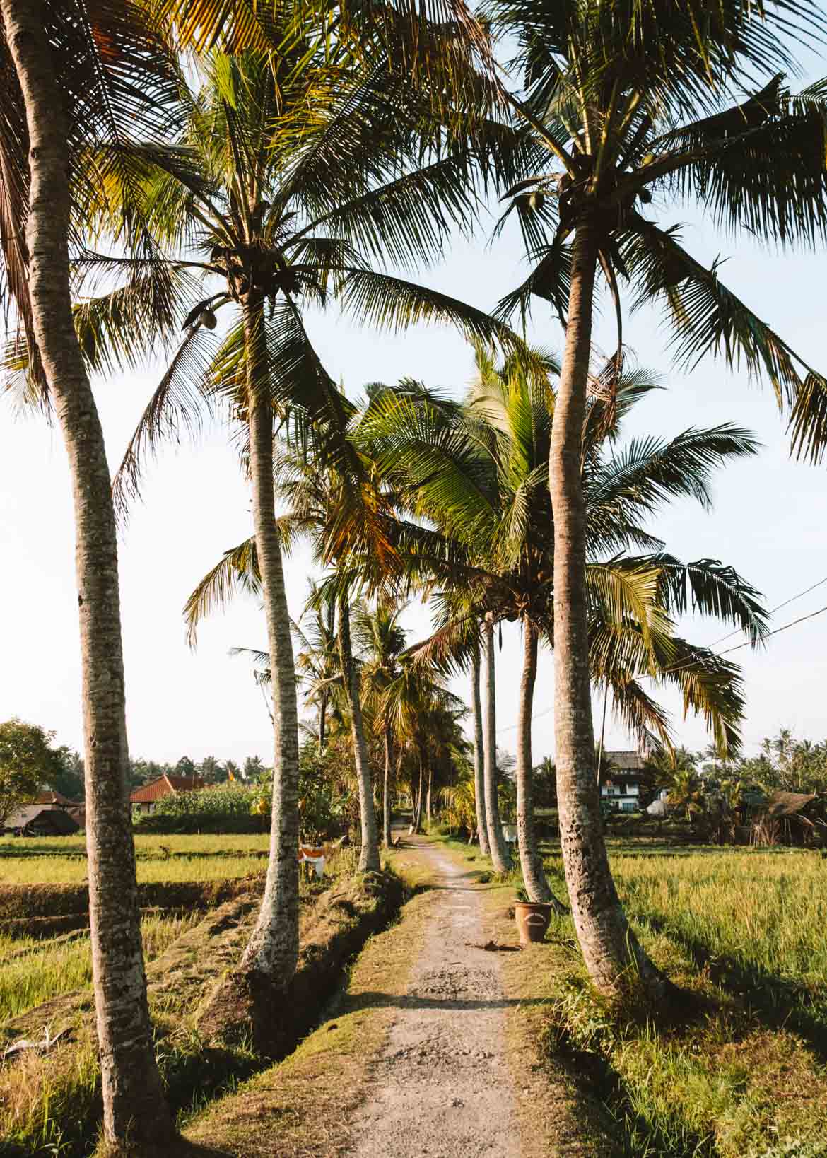 Itinerario tra risaie a Ubud